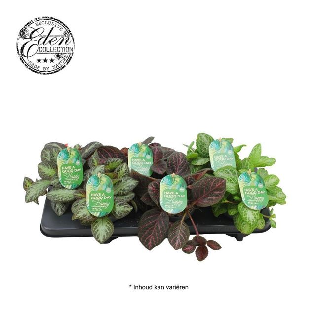 Picture of Episcia mix