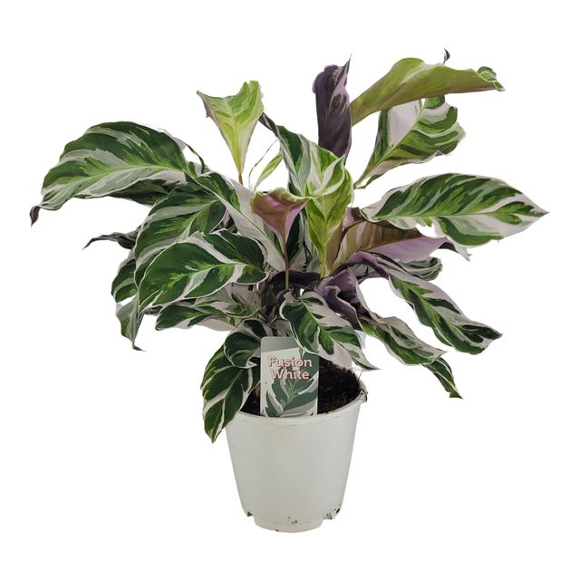 Picture of CALATHEA LIETZEI FUSION WHITE
