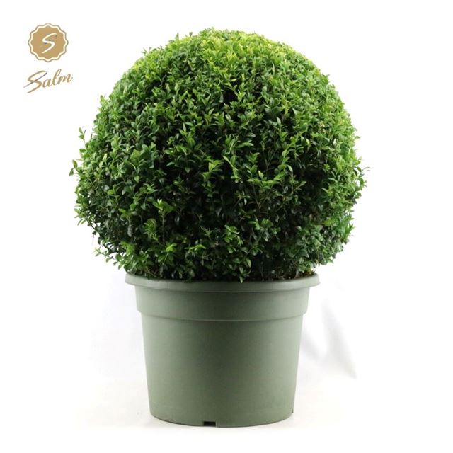 Picture of BUXUS SEMPERVIRENS BALL 060CM