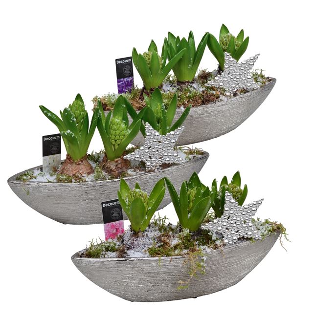 Picture of HYACINTHUS 3BULBS CERAMIC BOAT