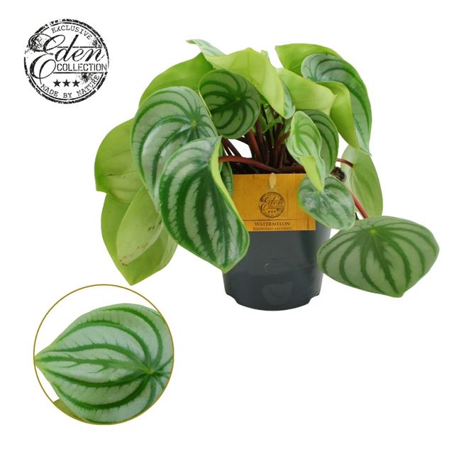 Picture of Peperomia argyreia