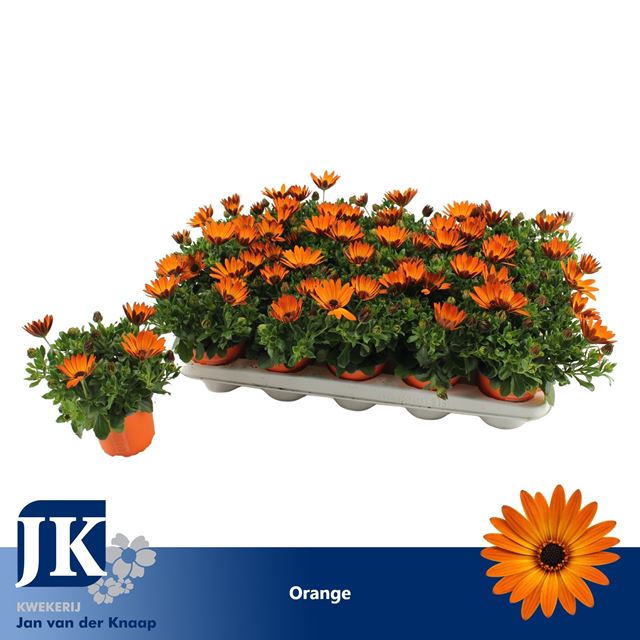 Picture of Osteospermum sunny classic cilia orange