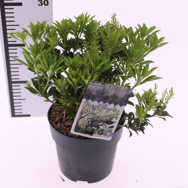 Picture of Pieris japonica debutante