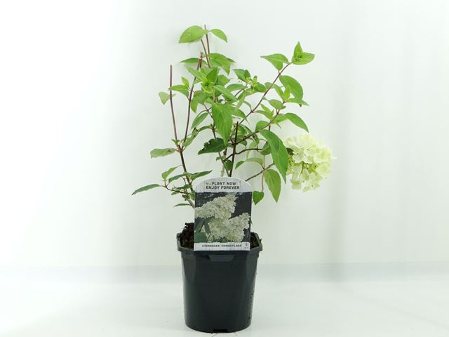 Picture of HYDRANGEA PANICULATA GRANDIFLORA