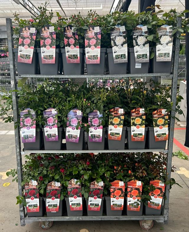 Picture of Rosa bush mix