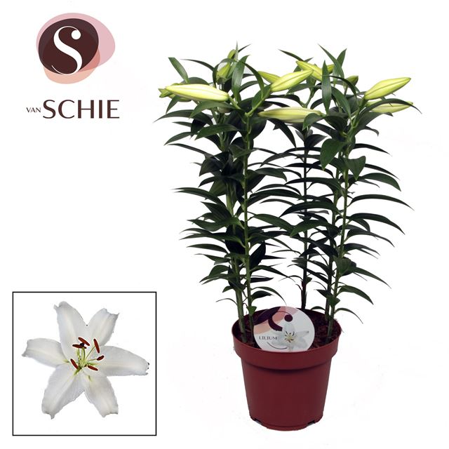 Picture of LILIUM ORIENTAL MUSCADET WHITE