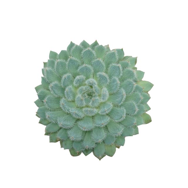 Picture of Echeveria setosa