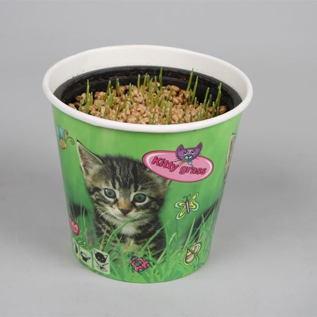 Picture of TRITICUM - KITTY GRASS IN CAT CUP