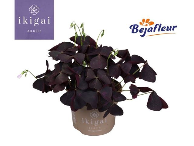 Picture of OXALIS TRIANGULARIS IKIGAI