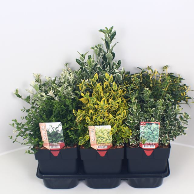 Picture of EUONYMUS JAPONICUS MIX