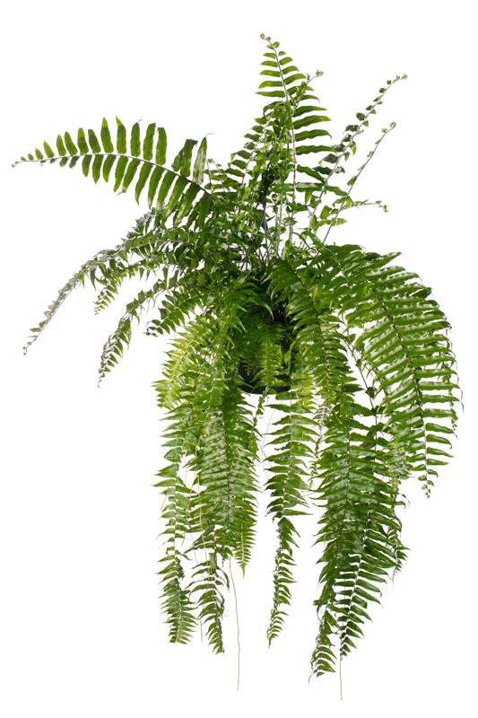 Picture of Nephrolepis macho