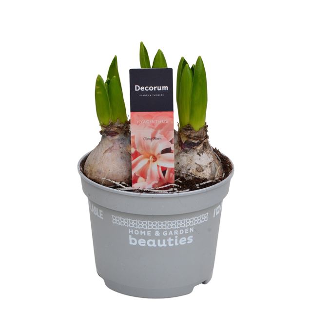 Picture of HYACINTHUS 03BULBS GIPSY QUEEN
