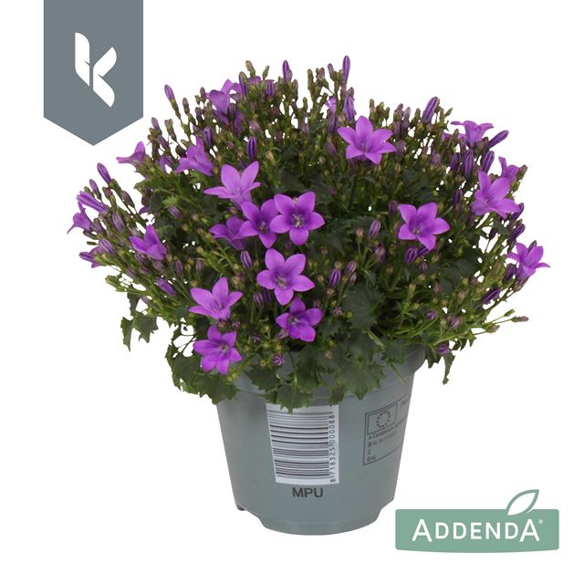 Picture of CAMPANULA AMBELLA INTENS PURPLE