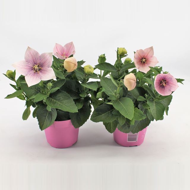 Picture of Platycodon grandiflorus pink