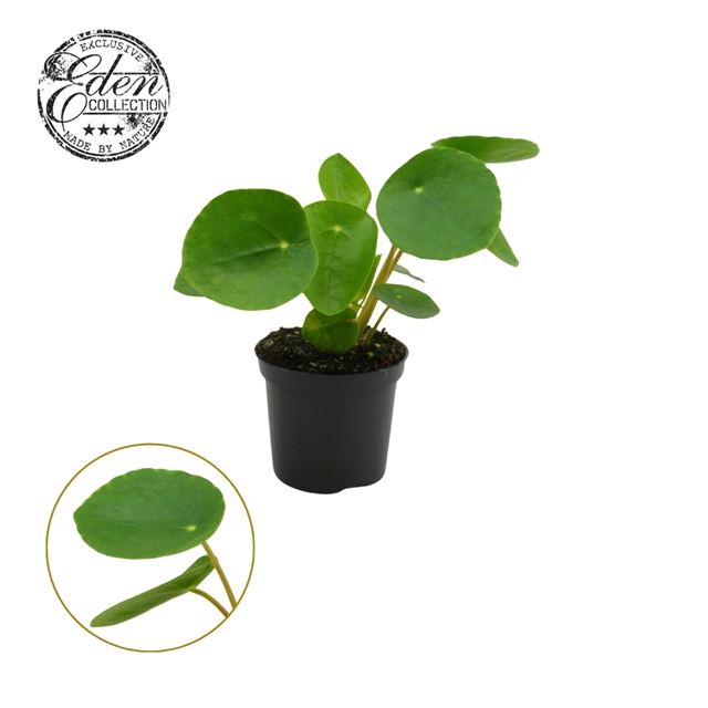 Picture of PILEA PEPEROMIOIDES