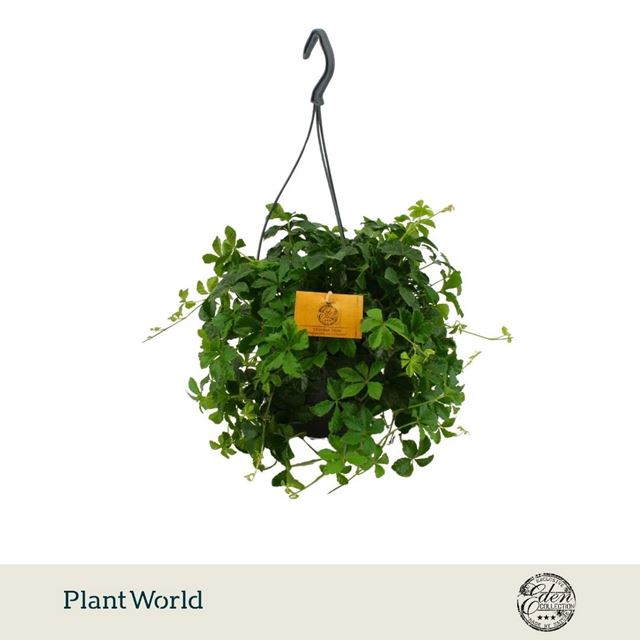 Picture of Parthenocissus striata in hanging basket