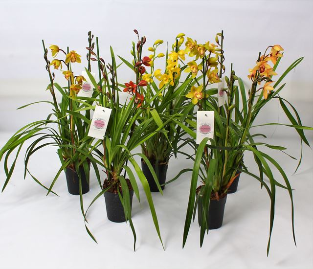 Picture of Cymbidium 04-stem mix