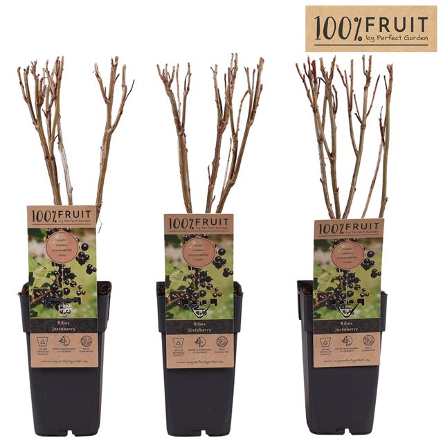 Picture of Ribes nigrum jostaberry