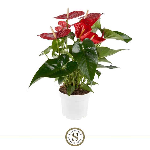 Picture of Anthurium andreanum red champion