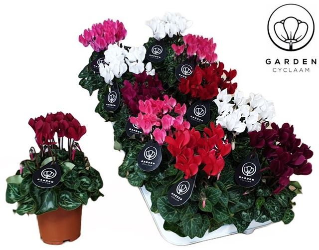 Picture of CYCLAMEN GARDEN MIX