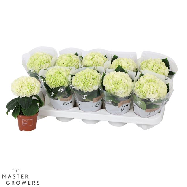 Picture of Hydrangea macrophylla 01-fl white