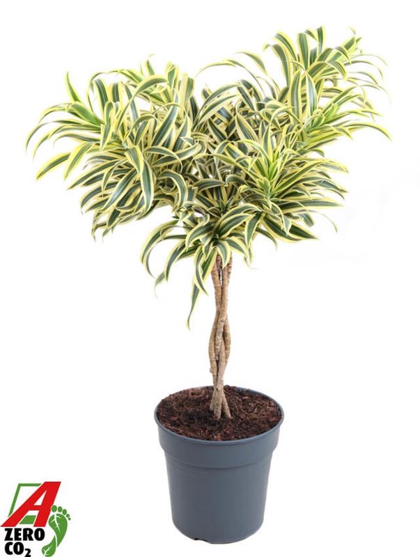 Picture of Dracaena reflexa song of india braided stem