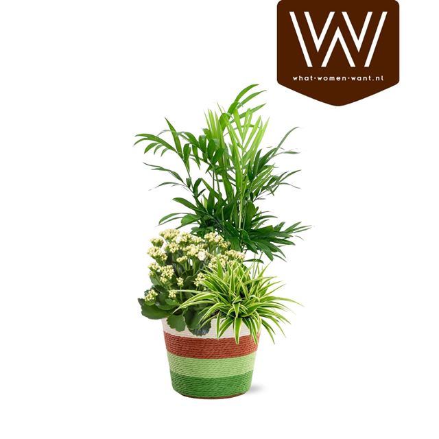 Picture of Arrangement natural bubble basket