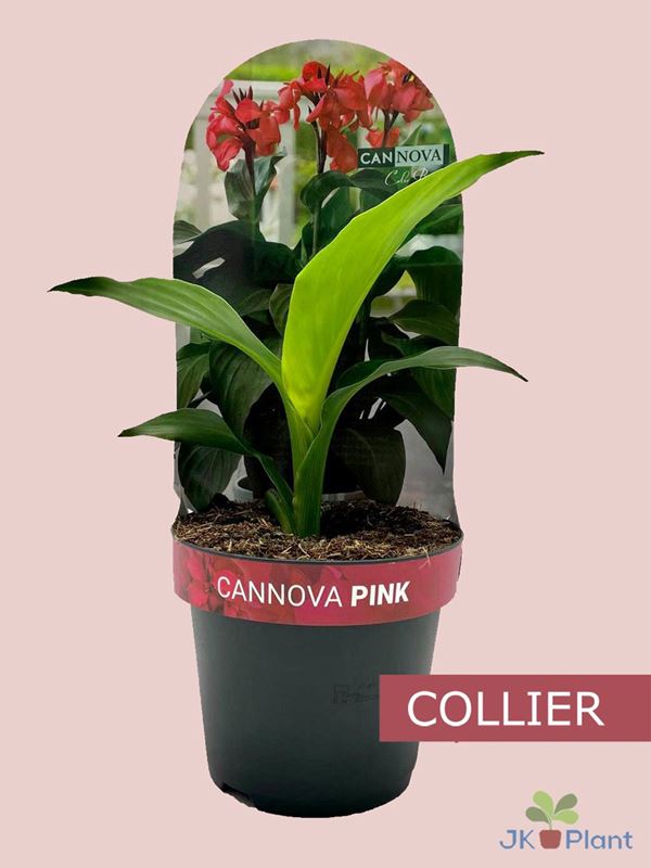 Picture of CANNA GENERALIS CANNOVA PINK