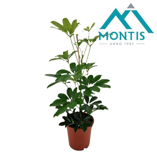 Picture of Schefflera arboricola compacta