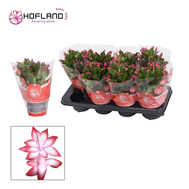 Picture of Schlumbergia red
