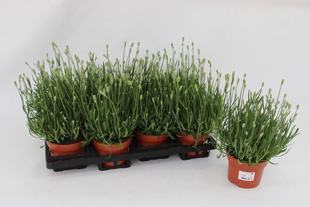 Picture of Lavandula angustifolia white