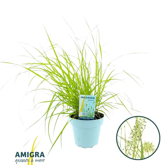 Picture of Pennisetum alopecuroides hameln gold