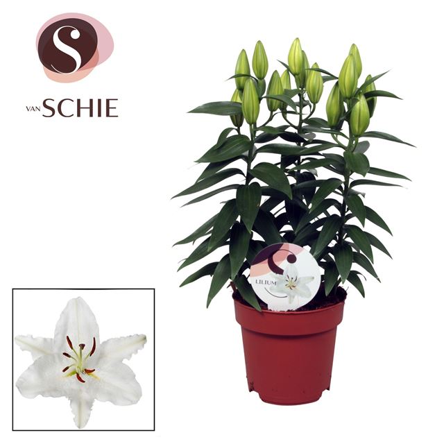 Picture of LILIUM ORIENTALIS 03PP OXYGEN
