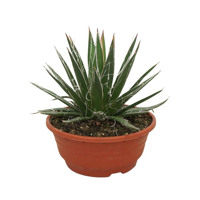 Picture of Agave filifera