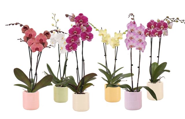 Picture of PHALAENOPSIS 02-STEM MORGAN COZY MIX 