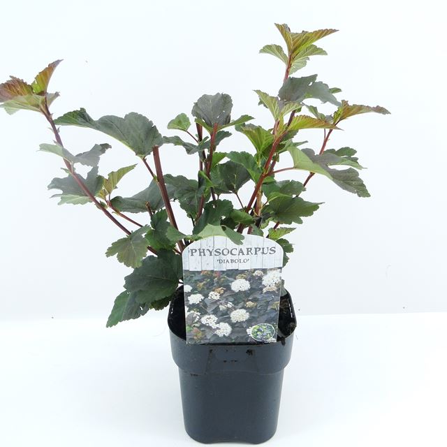 Picture of PHYSOCARPUS OPULIFOLIUS DIABOLO