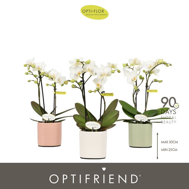 Picture of Phalaenopsis 02-stem optifriend sandra in ceramic