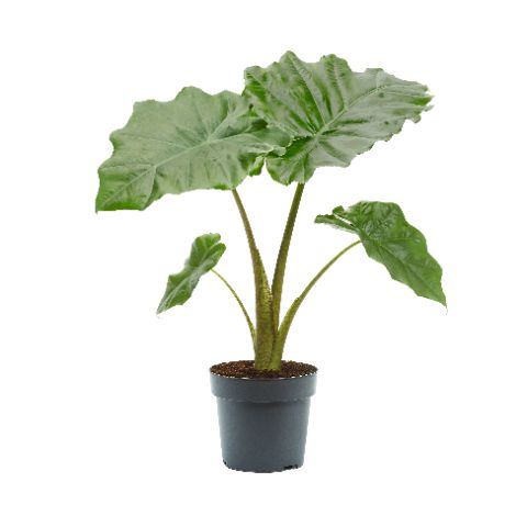 Picture of Alocasia portodora