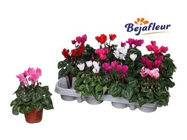 Picture of CYCLAMEN PERSICUM MICRO MIX