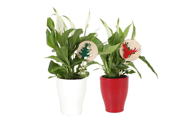 Picture of SPATHYPHILUM IN CERAMIC