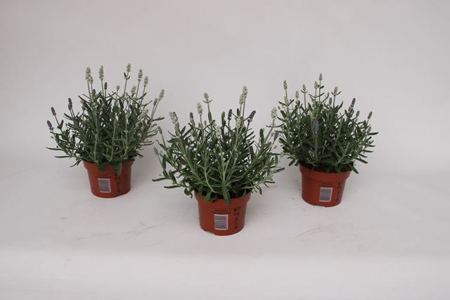 Picture of Lavandula duo