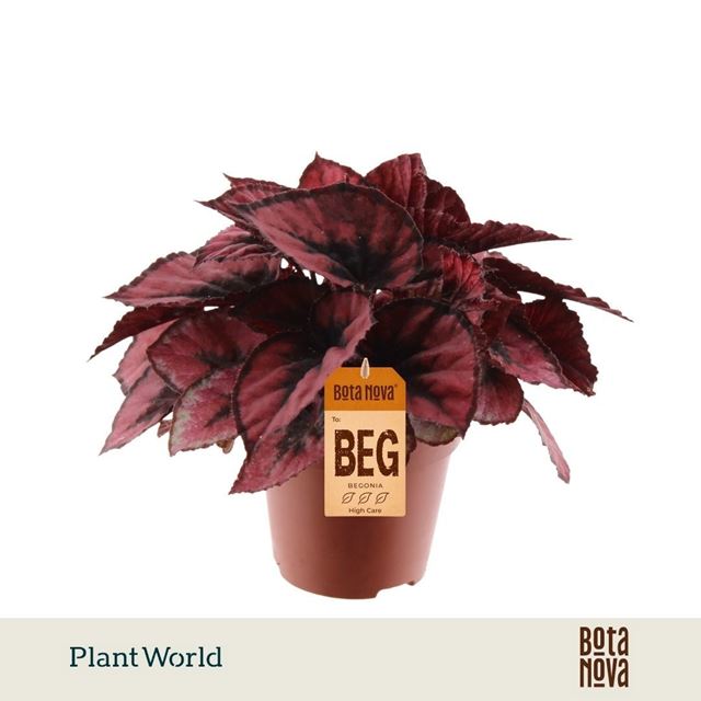 Picture of Begonia rex red kiss