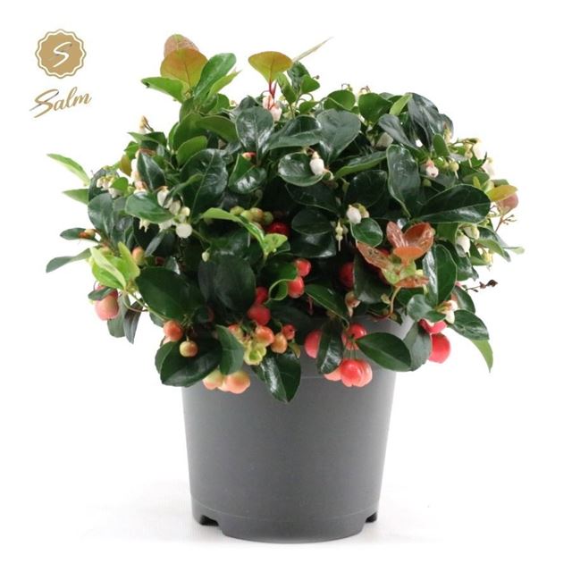 Picture of Gaultheria procumbens big berry