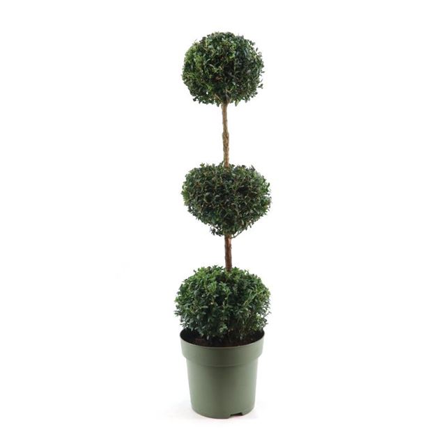 Picture of BUXUS SEMPERVIRENS TRIOBALL