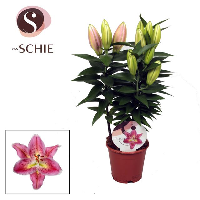 Picture of LILIUM ORIENTAL REELEEZE