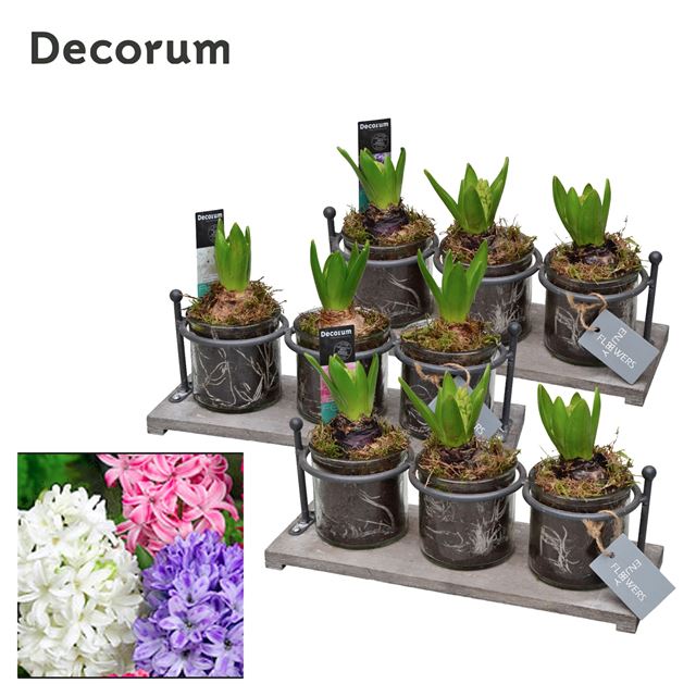 Picture of HYACINTHUS 03BULBS GLASS TRIO