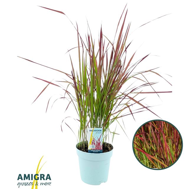 Picture of Imperata cylindrica red baron