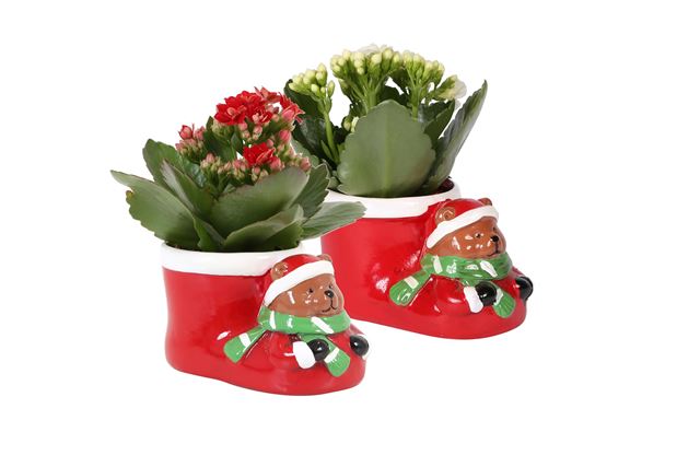 Picture of KALANCHOE BLOSSFELDIANA RED/WHITE IN CERAMIC