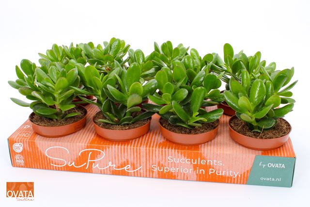 Picture of CRASSULA MAGICAL TREE