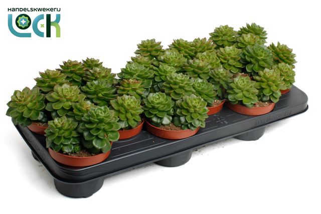 Picture of ECHEVERIA AFINES